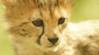 cheetah-cub-1252911_1920.jpg