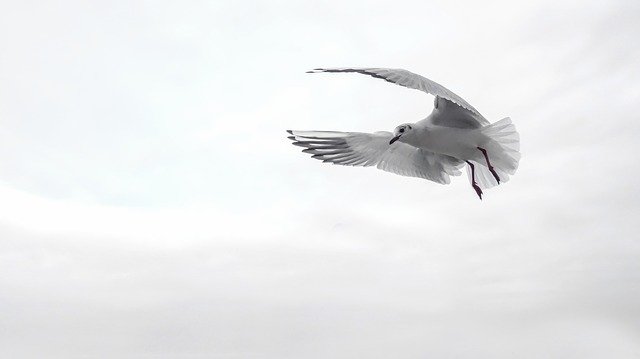 gull-1635683_640.jpg