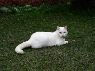 1280px-White_Cat_at_ease_on_the_grass.jpg