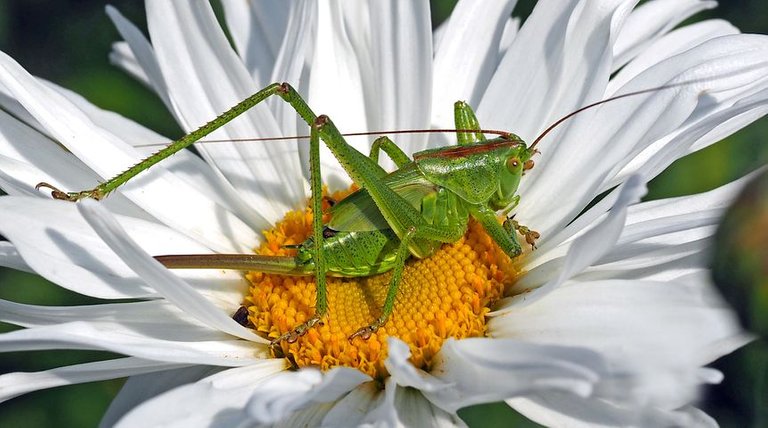 tettigonia-viridissima-nymph-1374695__480.jpg