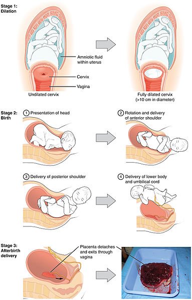 2920_Stages_of_Childbirth-02 - Copy.jpg