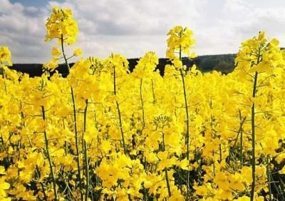 canola.jpg