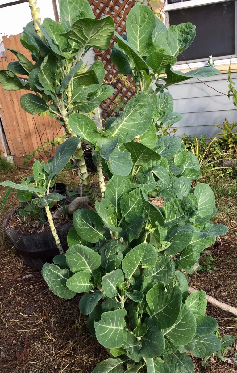 collard.jpg