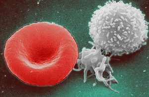 Red_White_Blood_cells.png