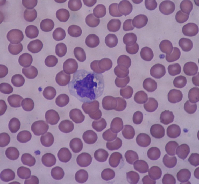 Monocyte_40x.JPG