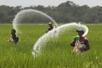 05rice-production1.jpg