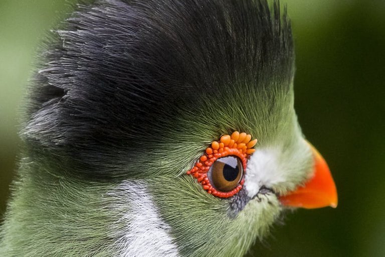 white-cheeked-touraco-bird-162192.jpeg