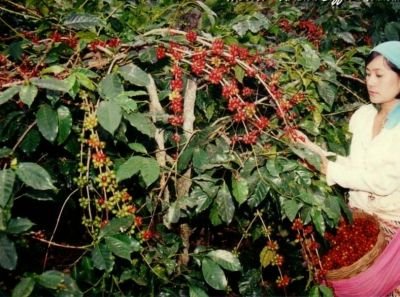 1363238941_491307227_3-kopi-gayo-aceh-dari-dataran-tinggi-gayo.jpg