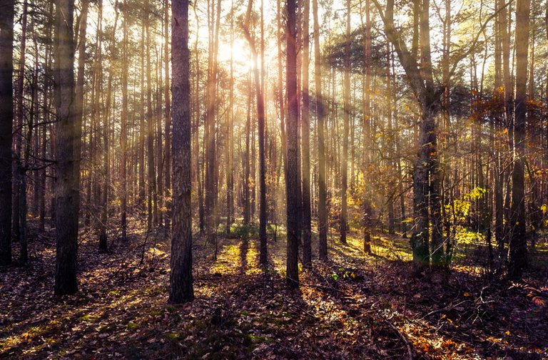 Sun beams in the autumn forest_DSC2248-Edit_resize.jpg