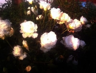 WP_20180214_16_39_23_Pro.jpg