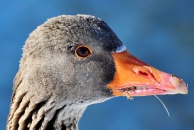 goose-3180575.jpg