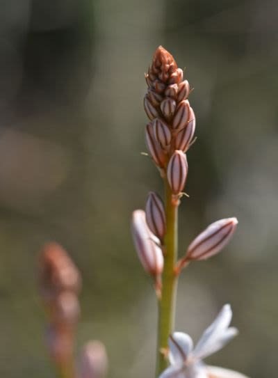 onionweed buds.jpg