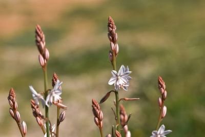 onionweed flowers.jpg