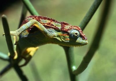 chameleon-3081211__340.jpg