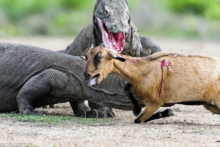 komodo-dragon-attack-14.jpg