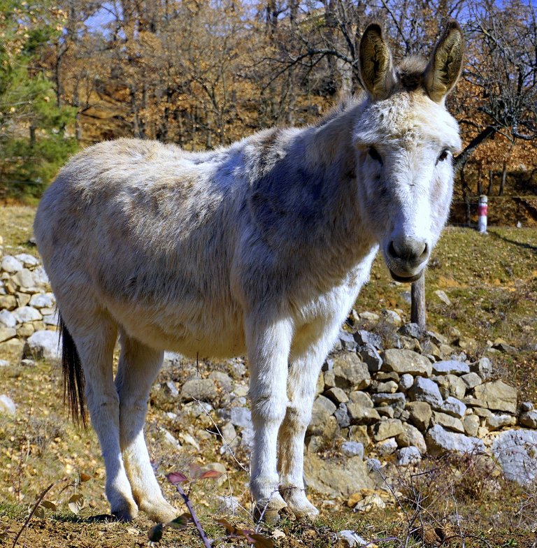 donkey-3102264_1280.jpg