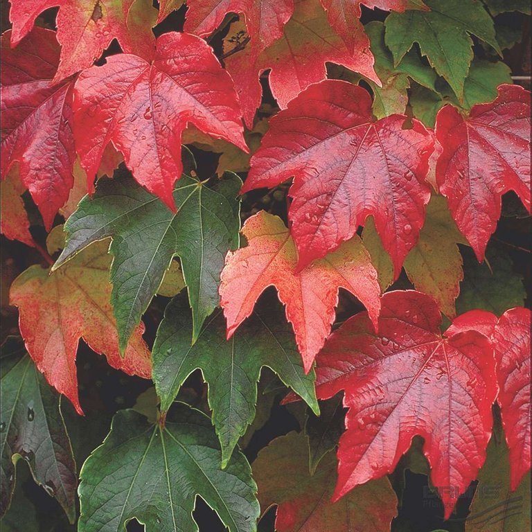 PARTHENOCISSUS-tricuspidata-Veitchii.jpg