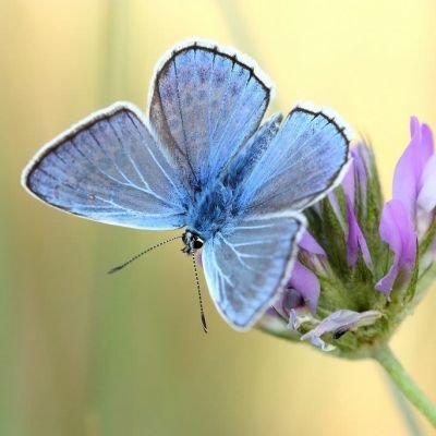 Common blue.jpg