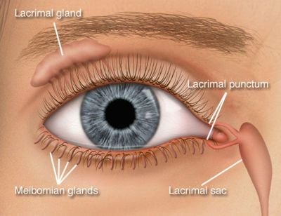 eye-1.jpg