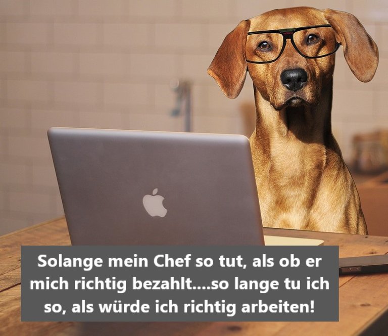 Hund Büro.jpg