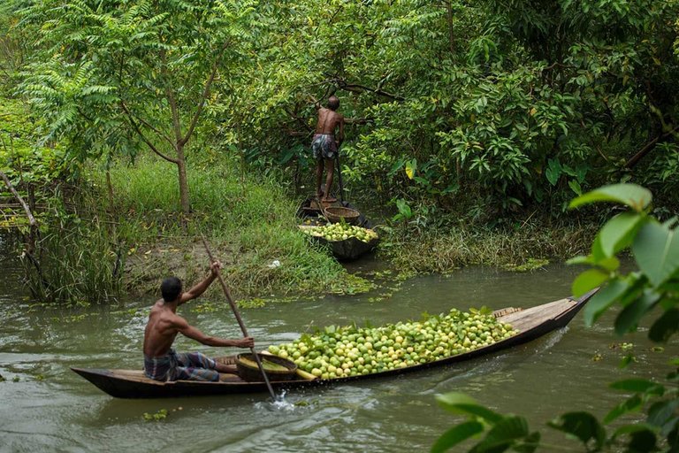 guava market (1).jpg