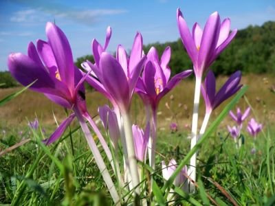 colchicum.jpg