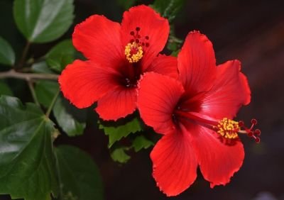 hibiscus.jpg