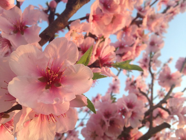 fiori-di-pesco.jpg