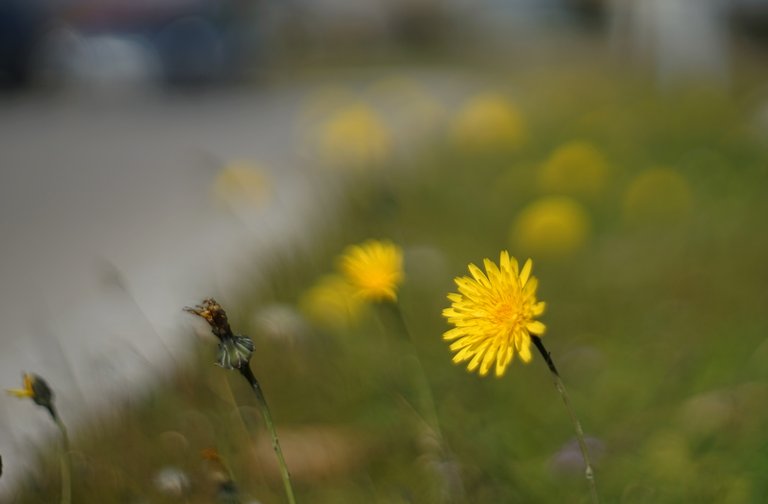 dandelion bokeh.jpg