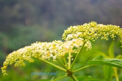DSC_0367.jpg