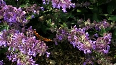 purple sunday butterfly1.jpg