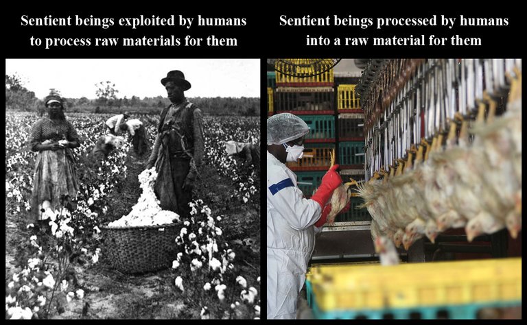 Raw_Material slavery human animals.jpg
