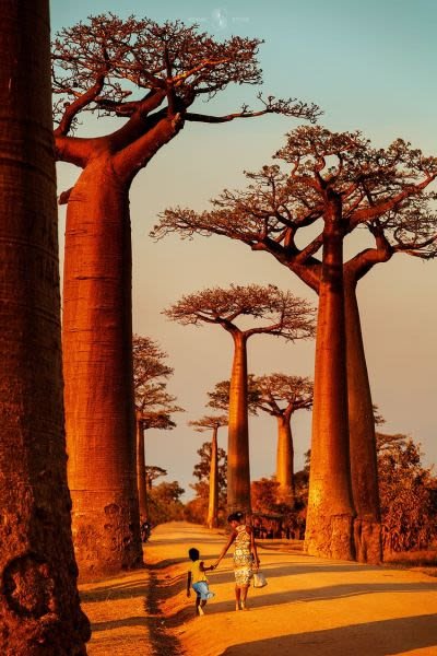 Ave-Baobabs.jpg
