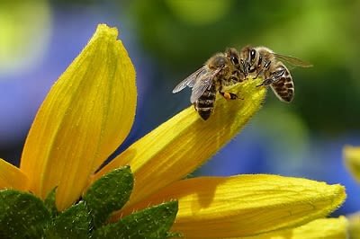 miel abeille jaune.jpg