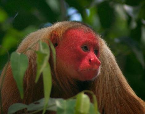 uakari_4.jpg