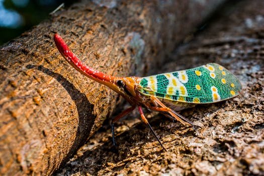 canthigaster-cicada-cicada-insect-fulgoromorpha-53002.jpeg