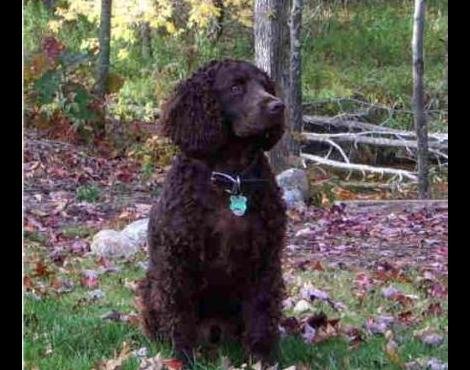 american_water_spaniel1.jpg