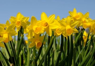 Daffodils.jpg