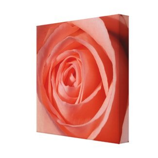 The Soft Spiral of a Rose Canvas Print