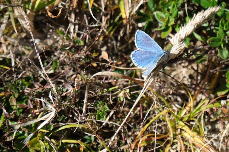  " "Fuzzy blue butterfly, as seen during the 'Gastlosen Tour' (Schweizmobil 262)""