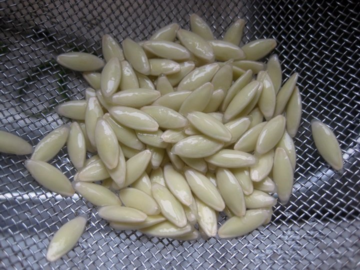 cuke4.JPG