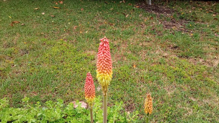 Eine Ampelblume im Garten