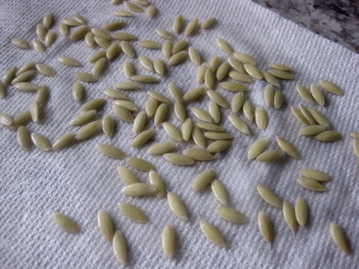 cuke5.JPG