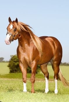 Image result for beautiful  Quarter Horse pictures hd