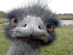 Grumpy emu