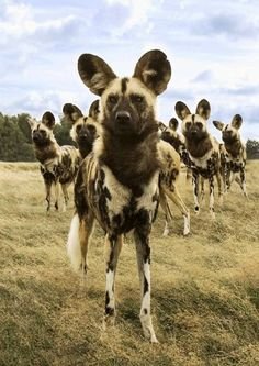 Image result for beautiful  Cape Hunting Dog pictures hd