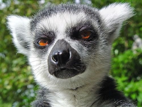 The lemur of disapproval