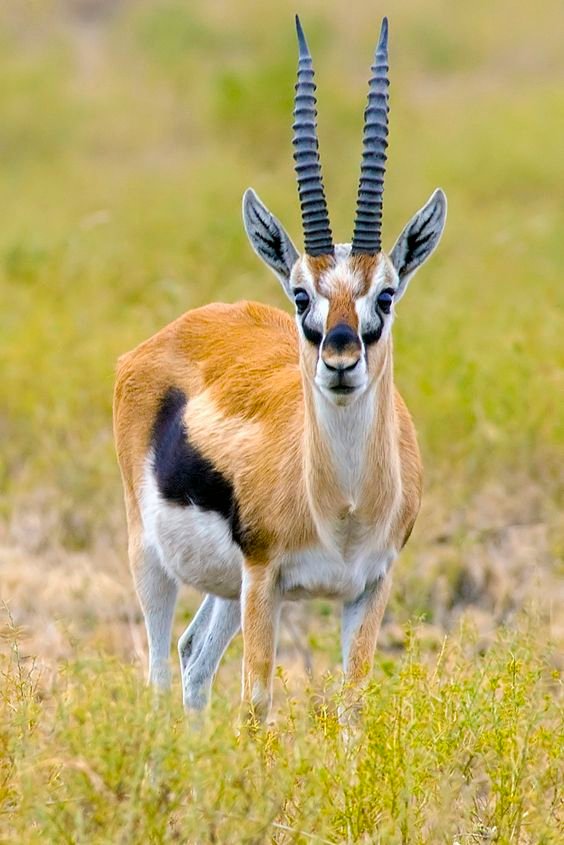 Image result for beautiful Thomson's Gazelle pictures hd