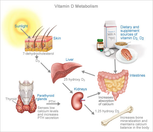 Image result for vitamin D synthesis