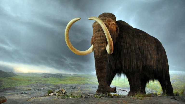 Mamut